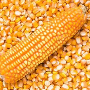 Yellow Corn (Maize)