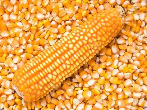 Yellow Corn (Maize)